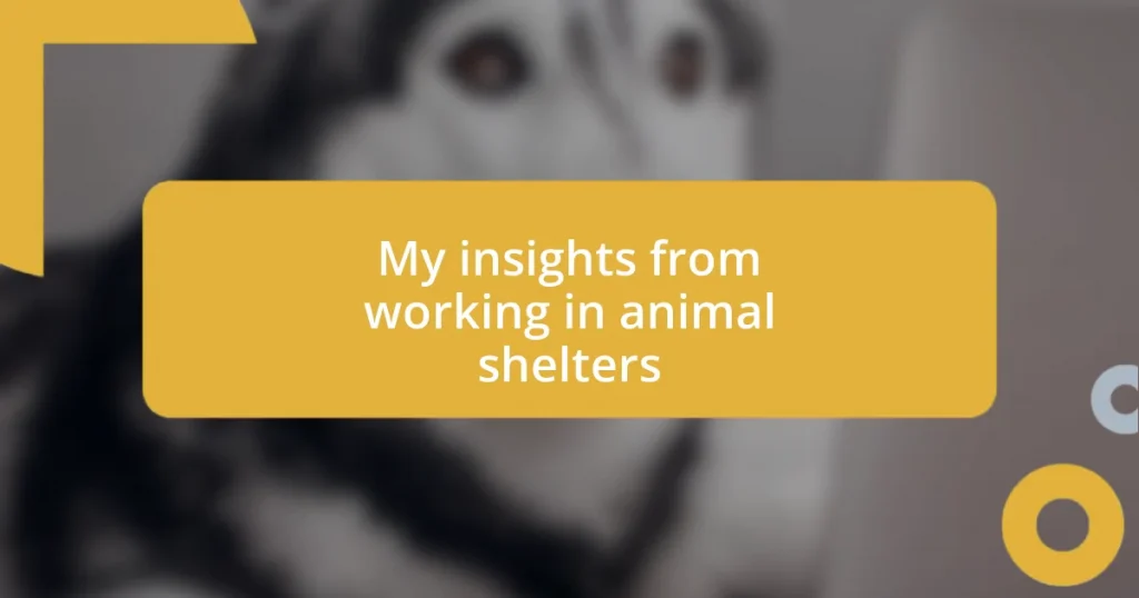 My insights from working in animal shelters